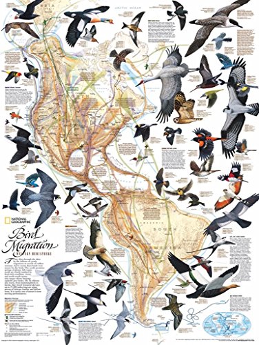 Bird Migration - NYPC National Geographic Collection Puzzle 1000 Pieces - Celador Books & Gifts