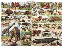 Load image into Gallery viewer, NYPC - Vintage Collection: Mammals - Celador Books &amp; Gifts
